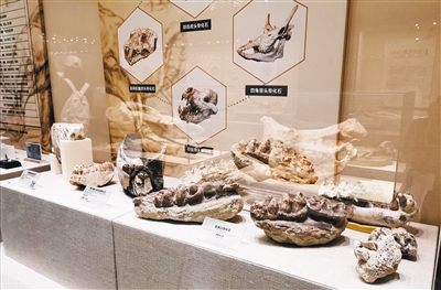 國際口腔醫(yī)學(xué)博物館開館啦